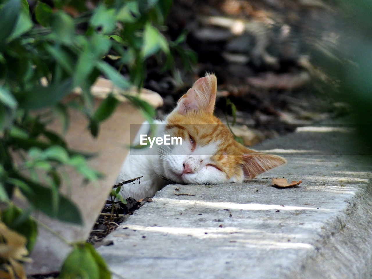 CAT SITTING IN A A FLOWER