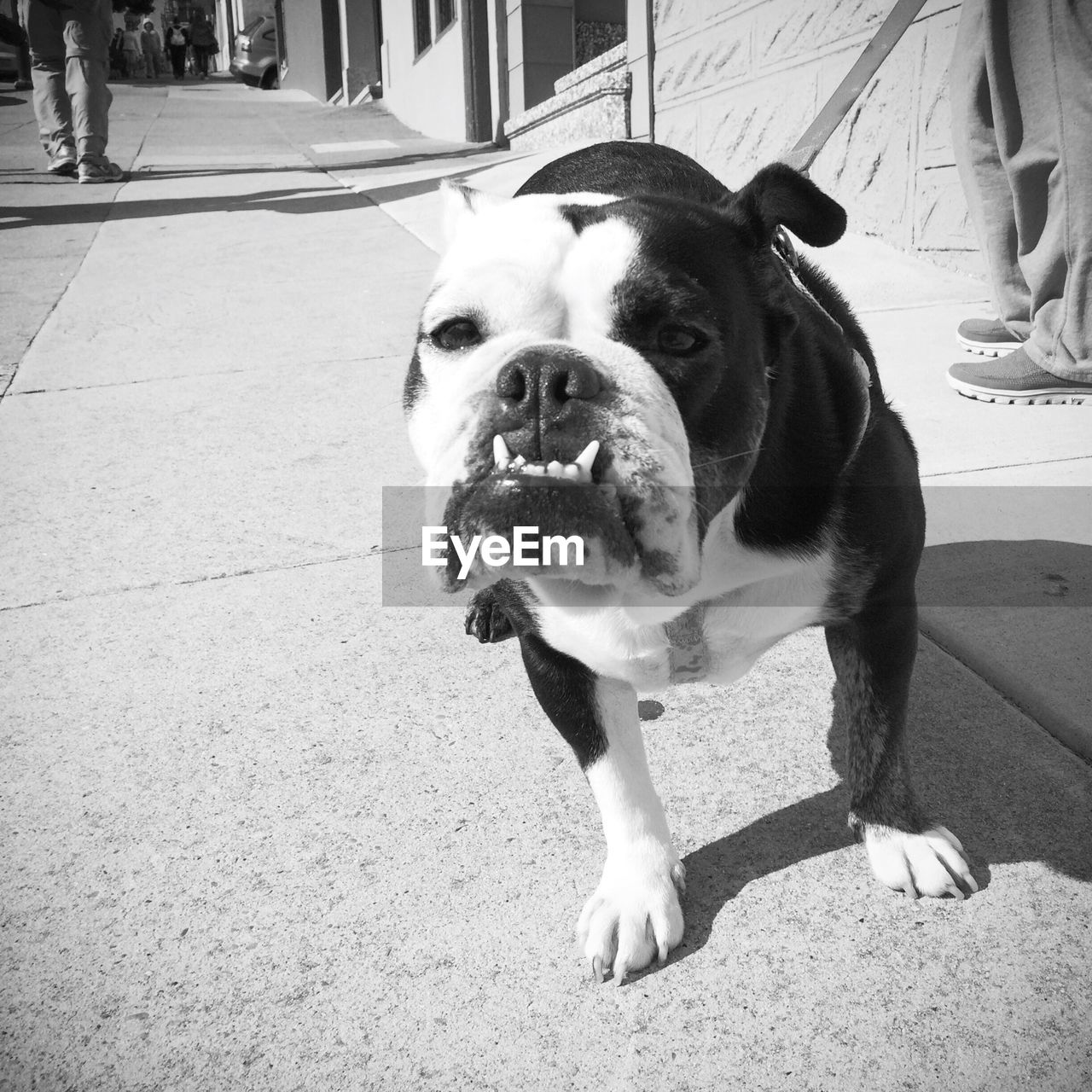 Portrait of english bulldog standing on sidewalk