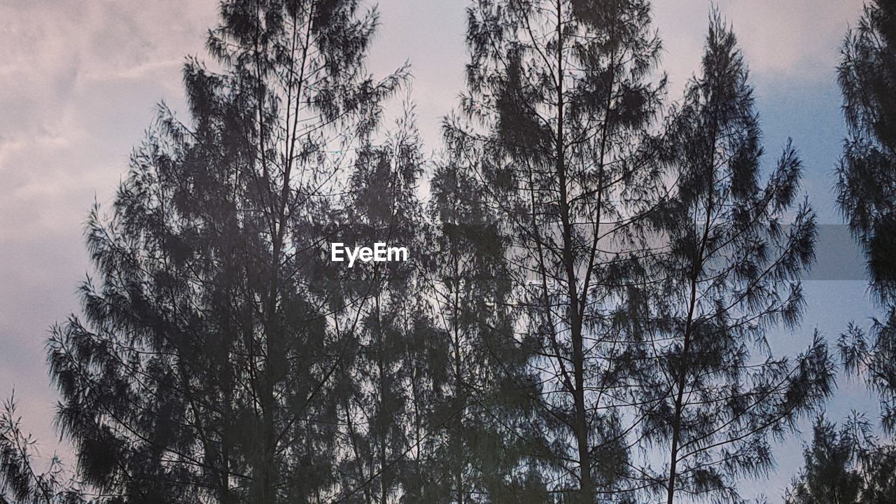 LOW ANGLE VIEW OF PINE TREES AGAINST SKY