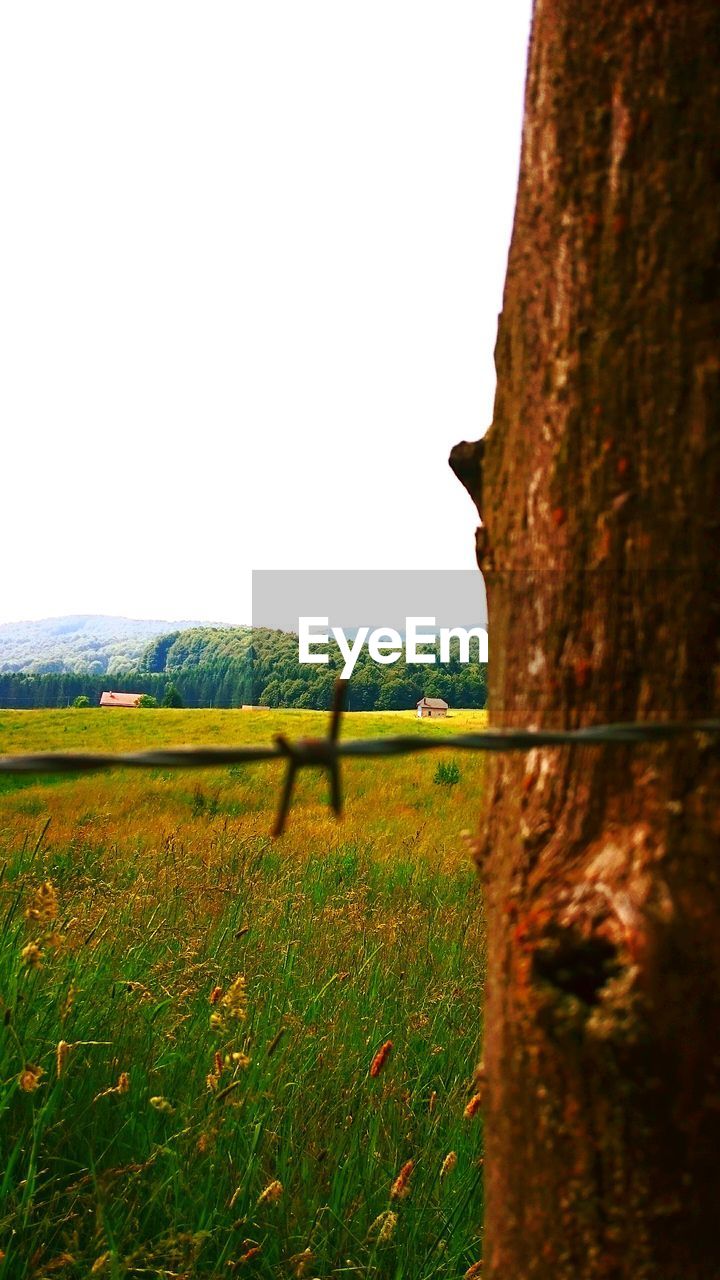 CLOSE-UP OF SHEEP ON GRASS AGAINST CLEAR SKY