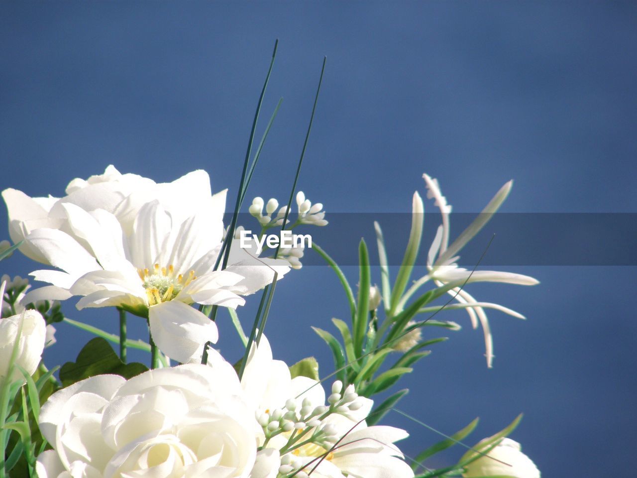 CLOSE-UP OF WHITE FLOWERS AGAINST CLEAR BLUE SKY