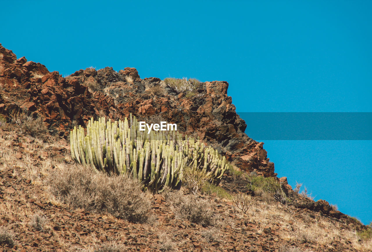 Low angle view of cactus against clear blue sky