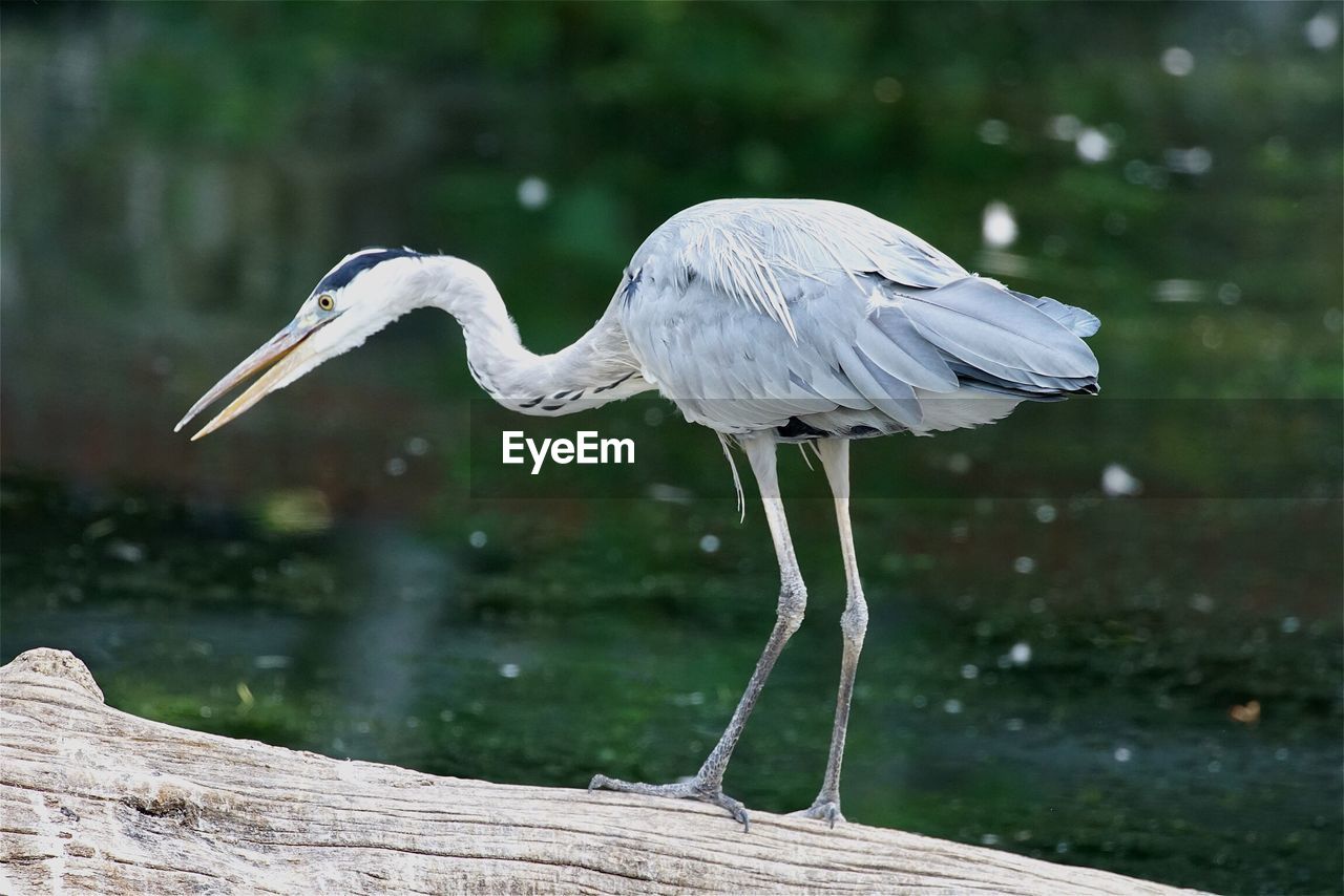 High angle view of gray heron perching outdoors