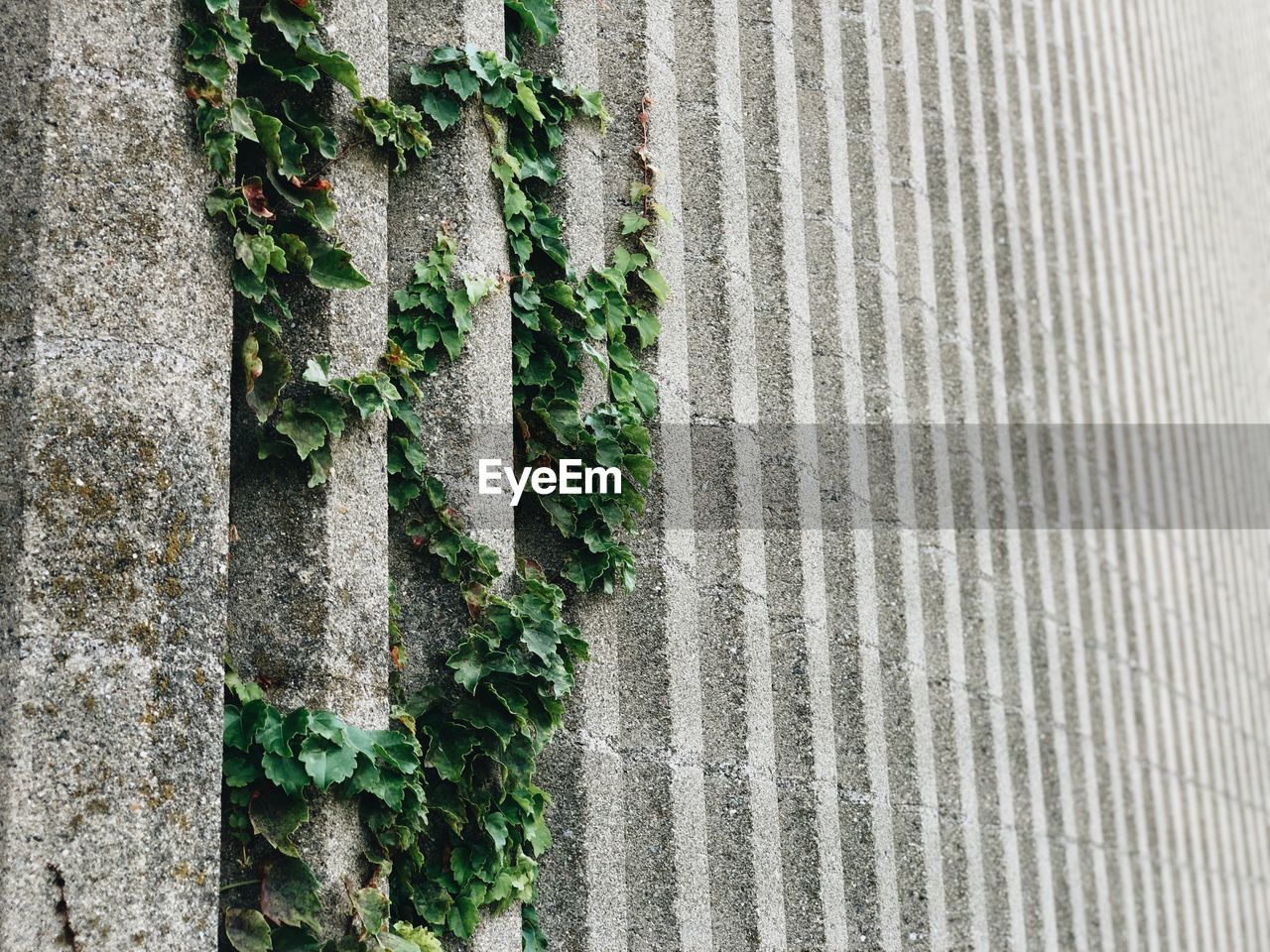 IVY GROWING ON WALL