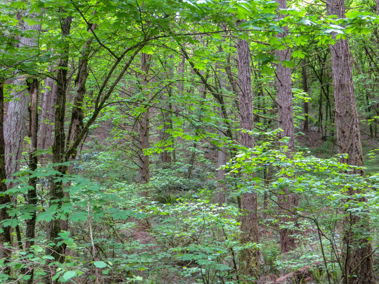 TREES AND PLANTS IN FOREST