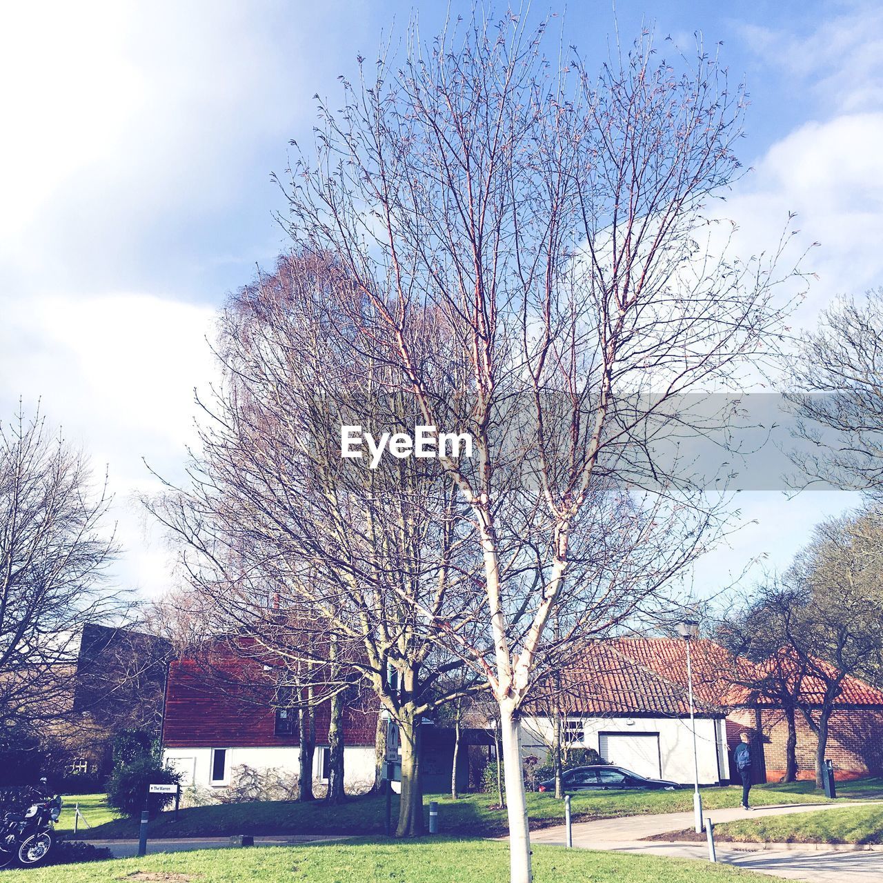 Low angle view of bare trees against sky on sunny day