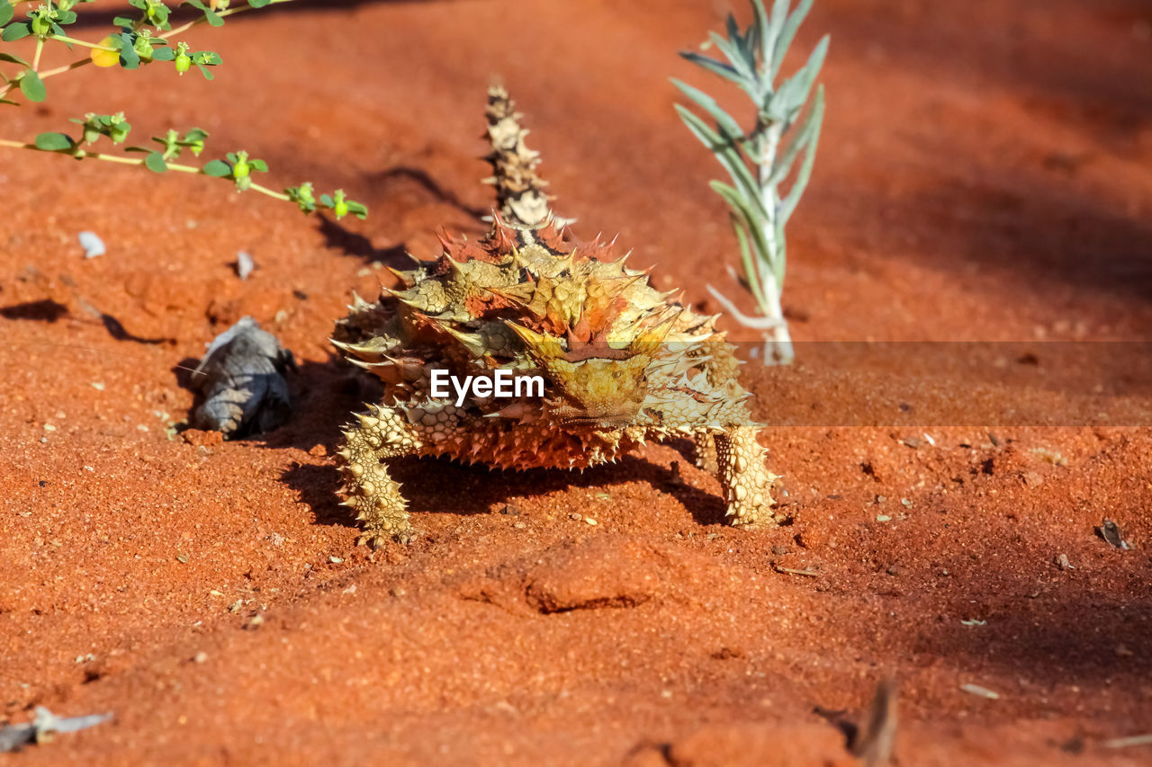Front view thorny devil in the australian outback