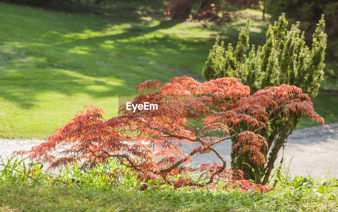 CLOSE-UP OF PLANT AGAINST TREE