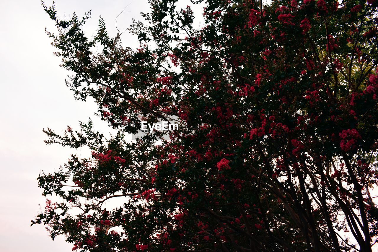 LOW ANGLE VIEW OF TREE BLOSSOMS