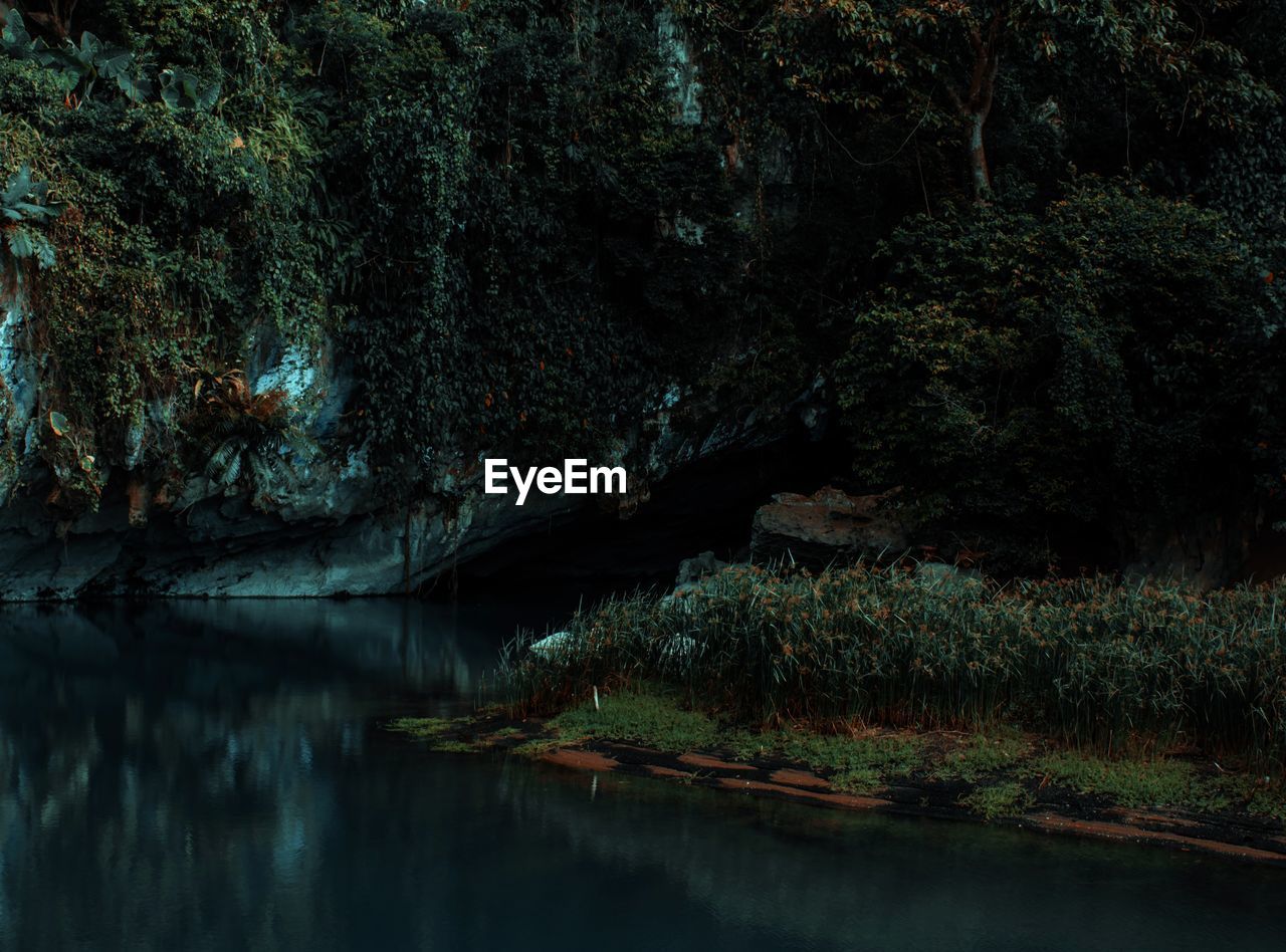 Scenic view of lake by trees in forest