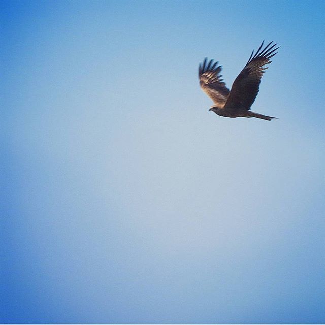 LOW ANGLE VIEW OF BIRDS FLYING AGAINST CLEAR SKY