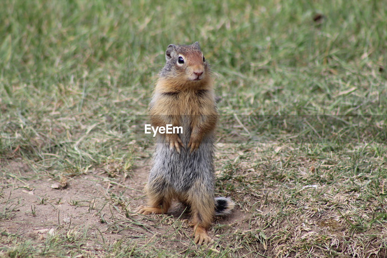 SQUIRREL ON FIELD