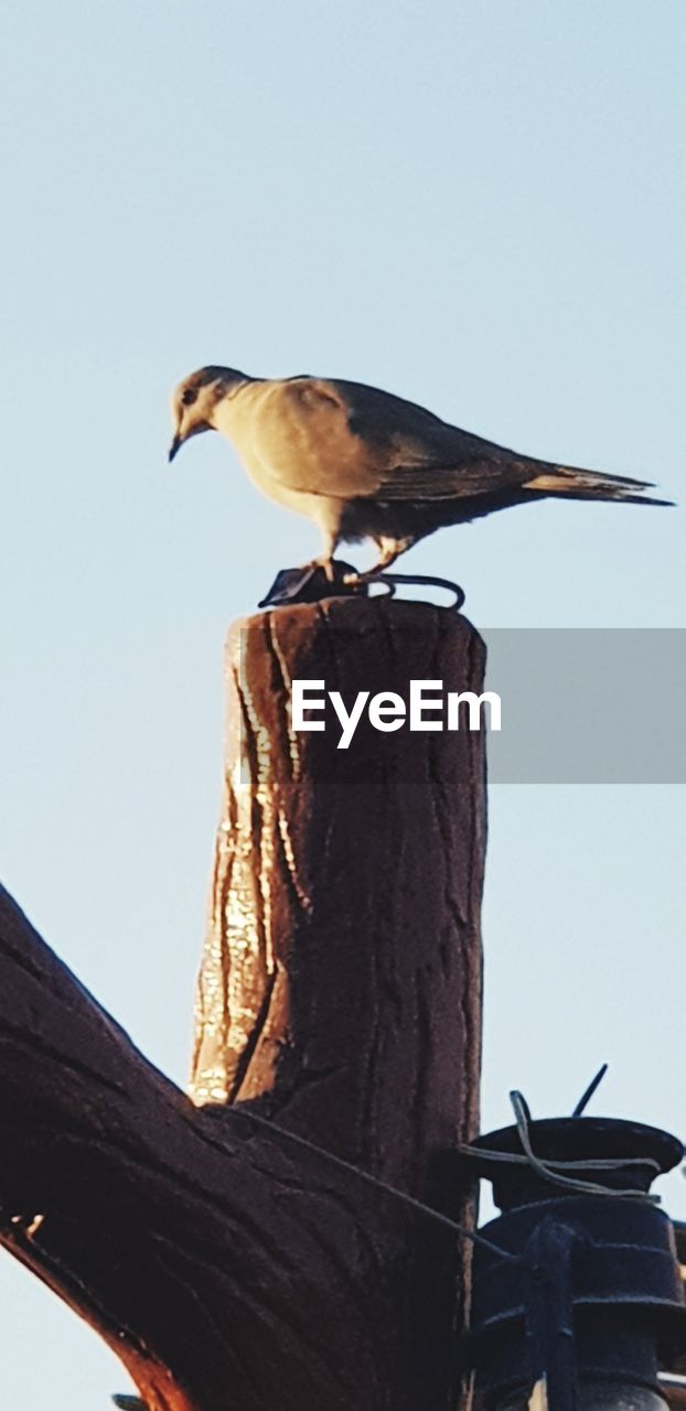 LOW ANGLE VIEW OF BIRD PERCHING ON WOODEN POST AGAINST CLEAR SKY