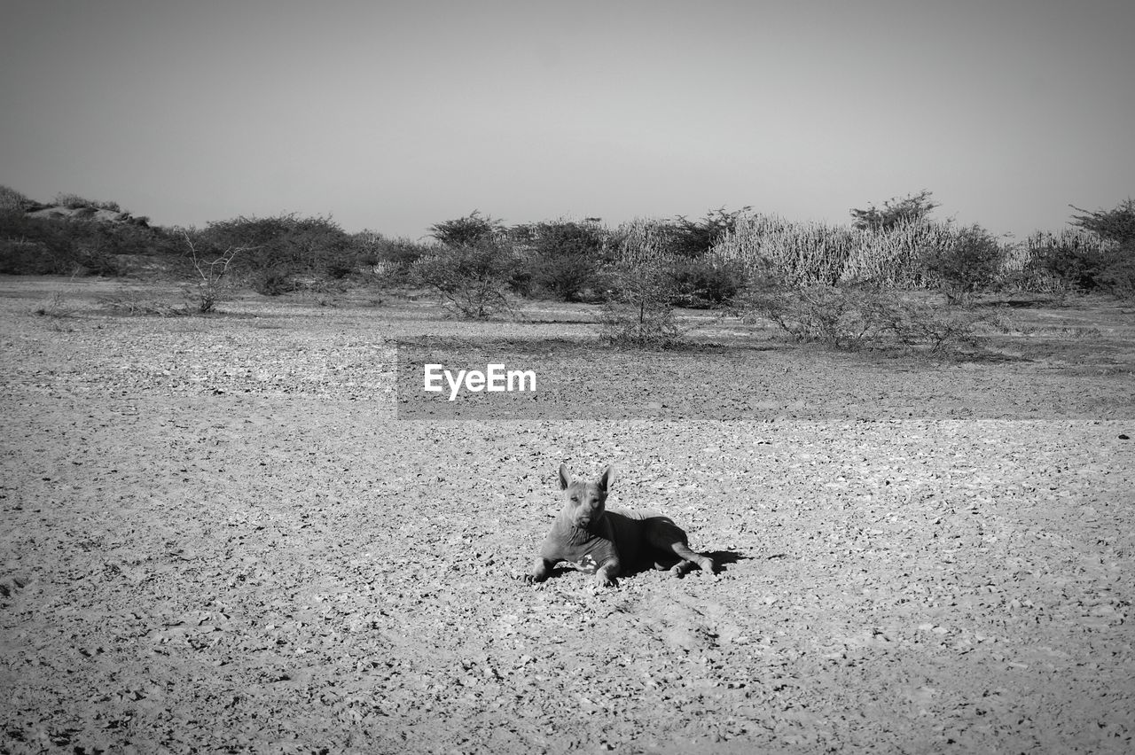 DOG ON FIELD