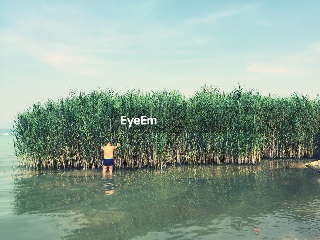 Rear view of man by plants in lake against sky