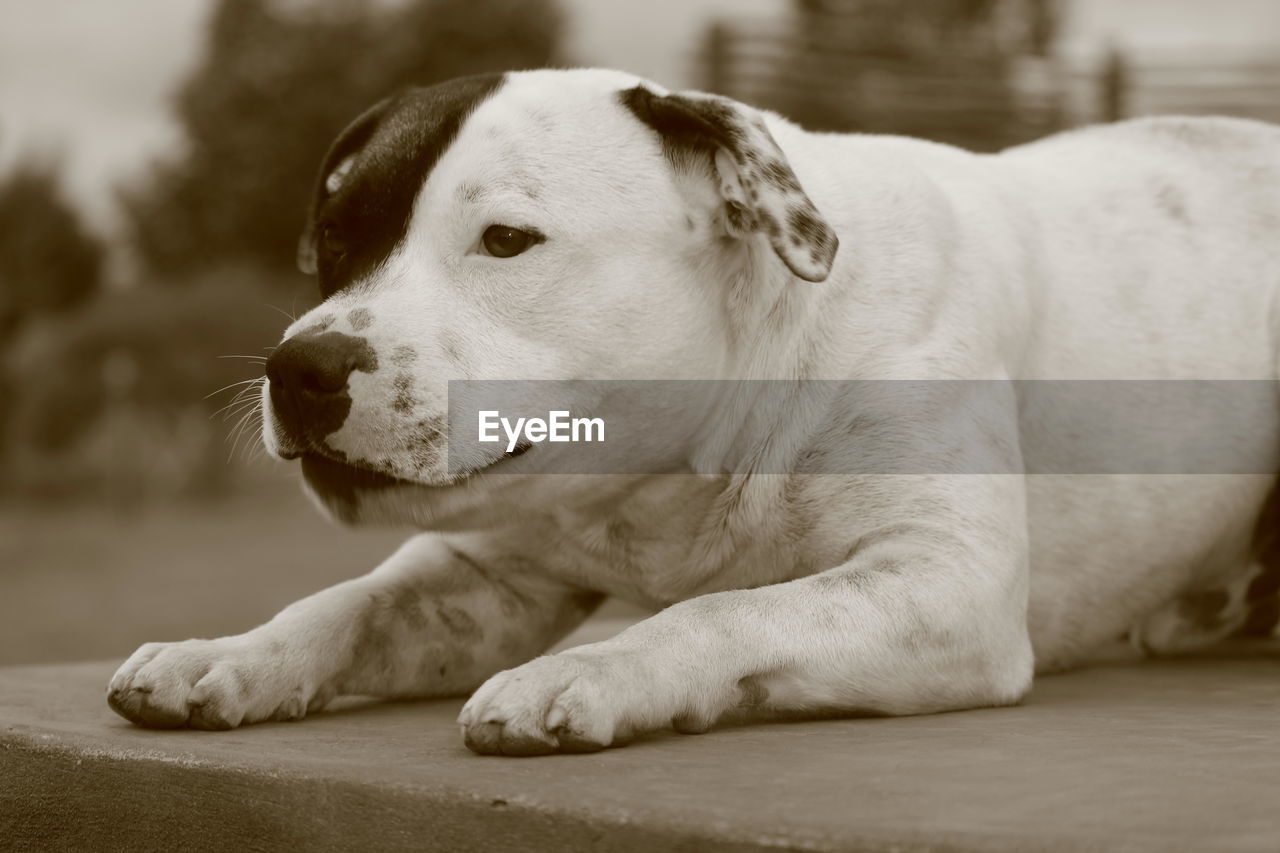 Close-up of american bulldog relaxing on footpath