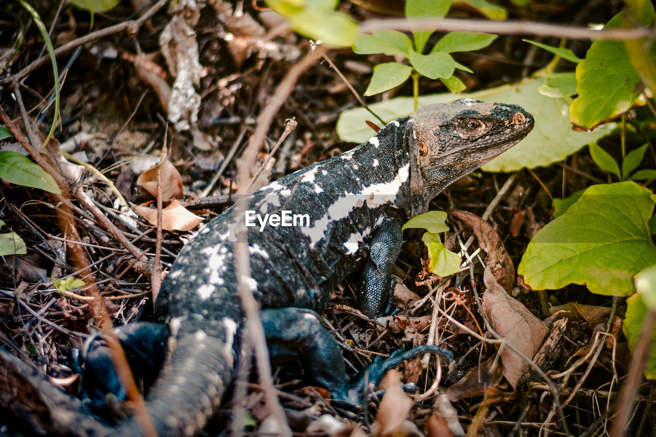 High angle view of lizard on land