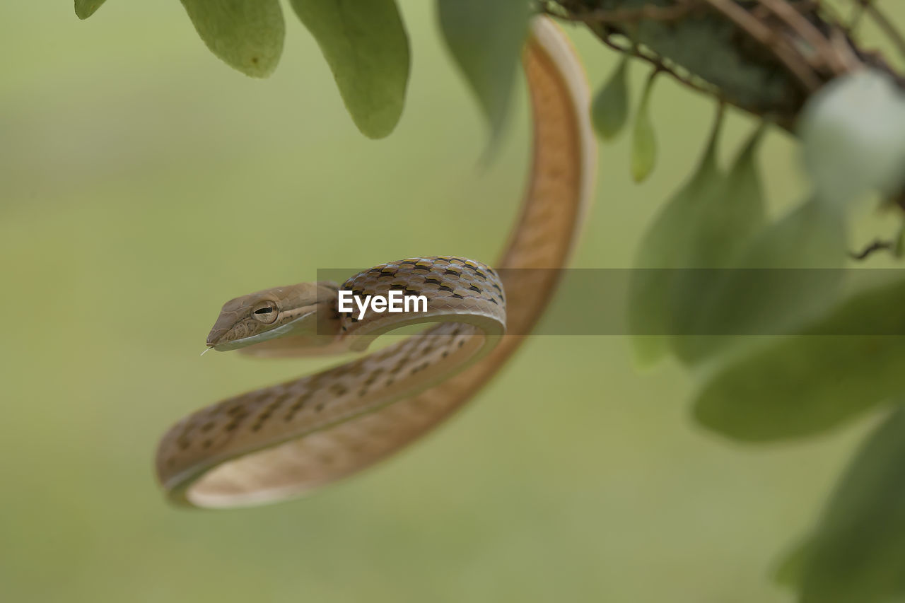 CLOSE-UP OF A SNAKE