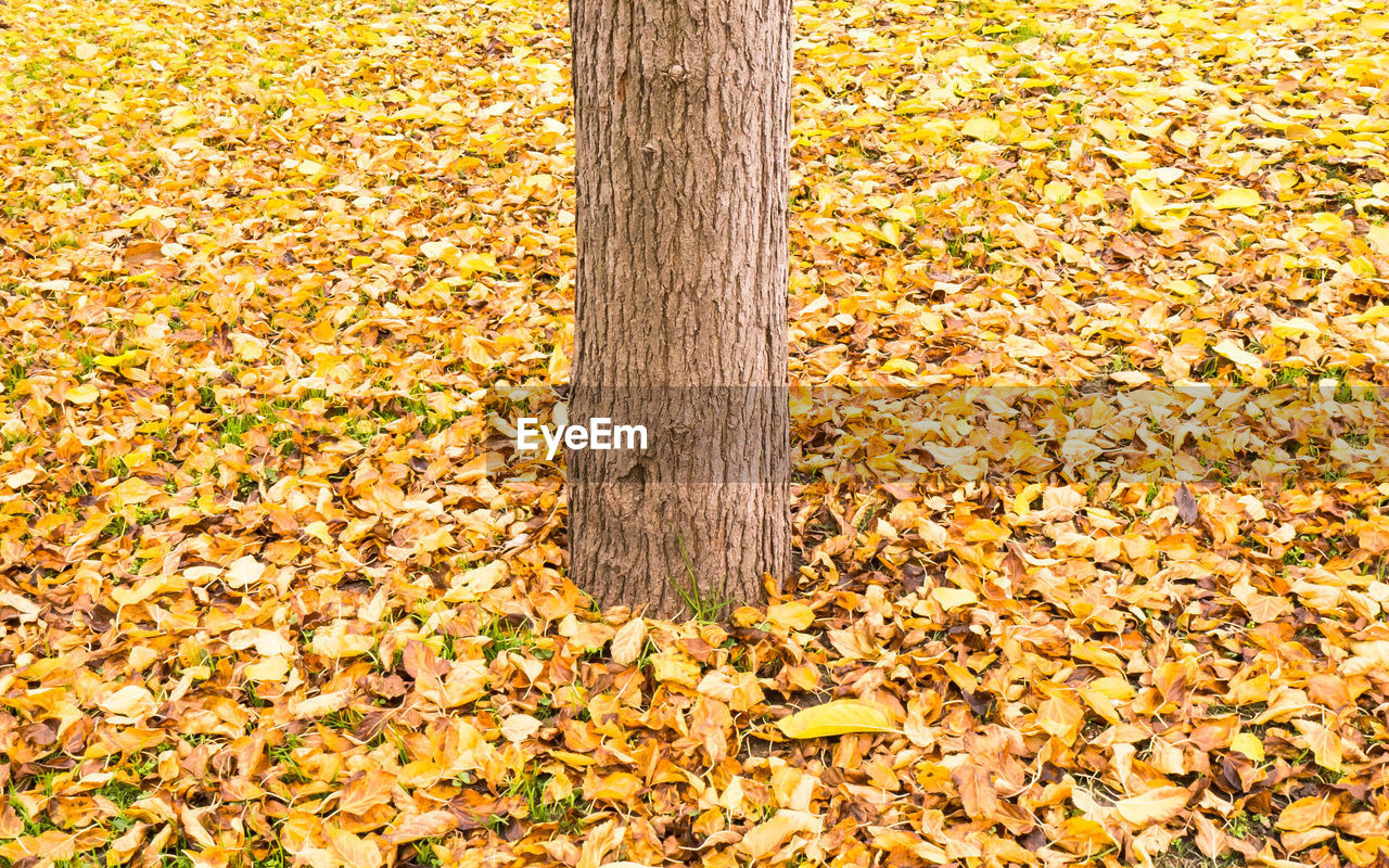 Tree growing in field