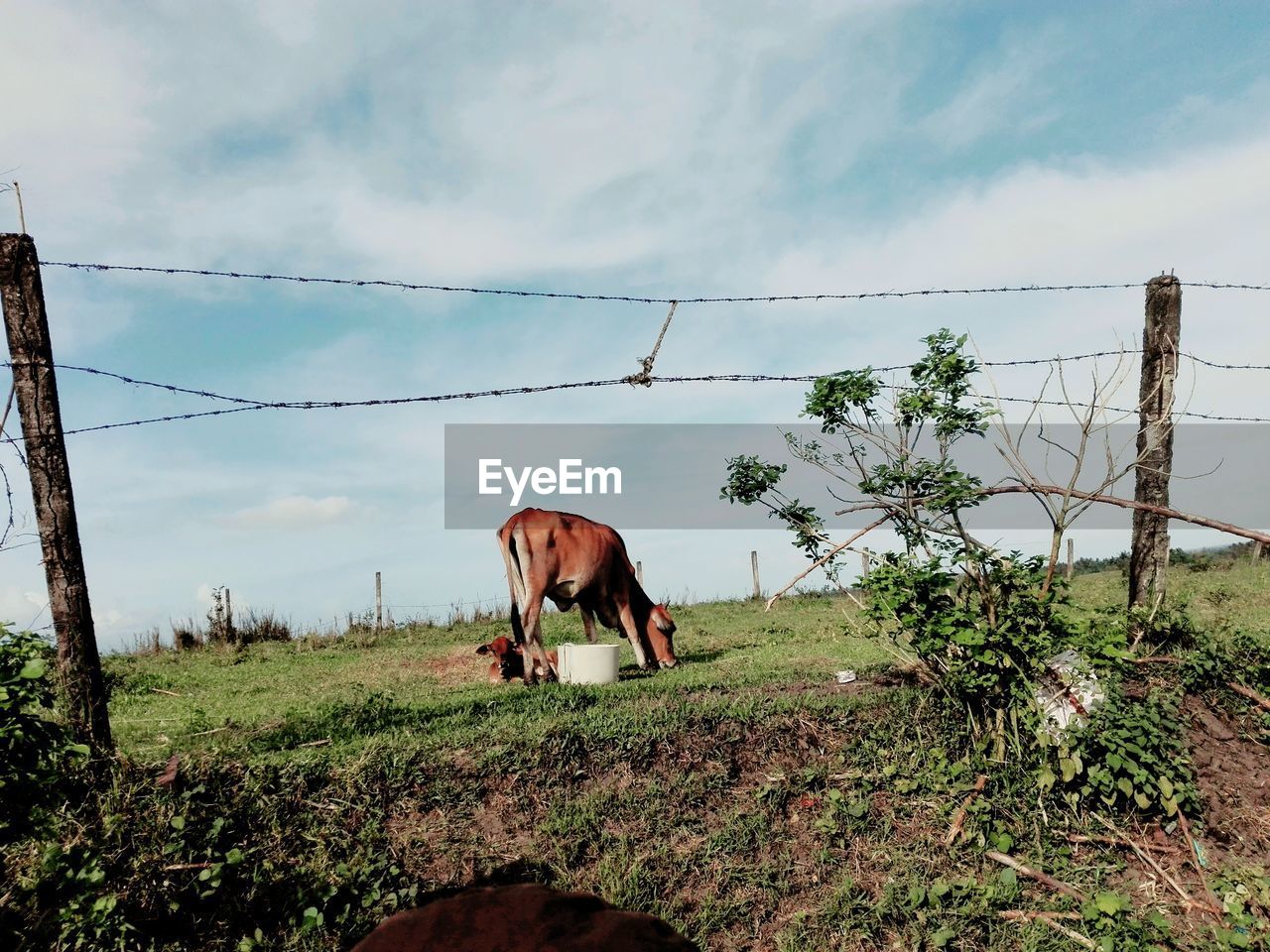 Cow grazing on field against sky