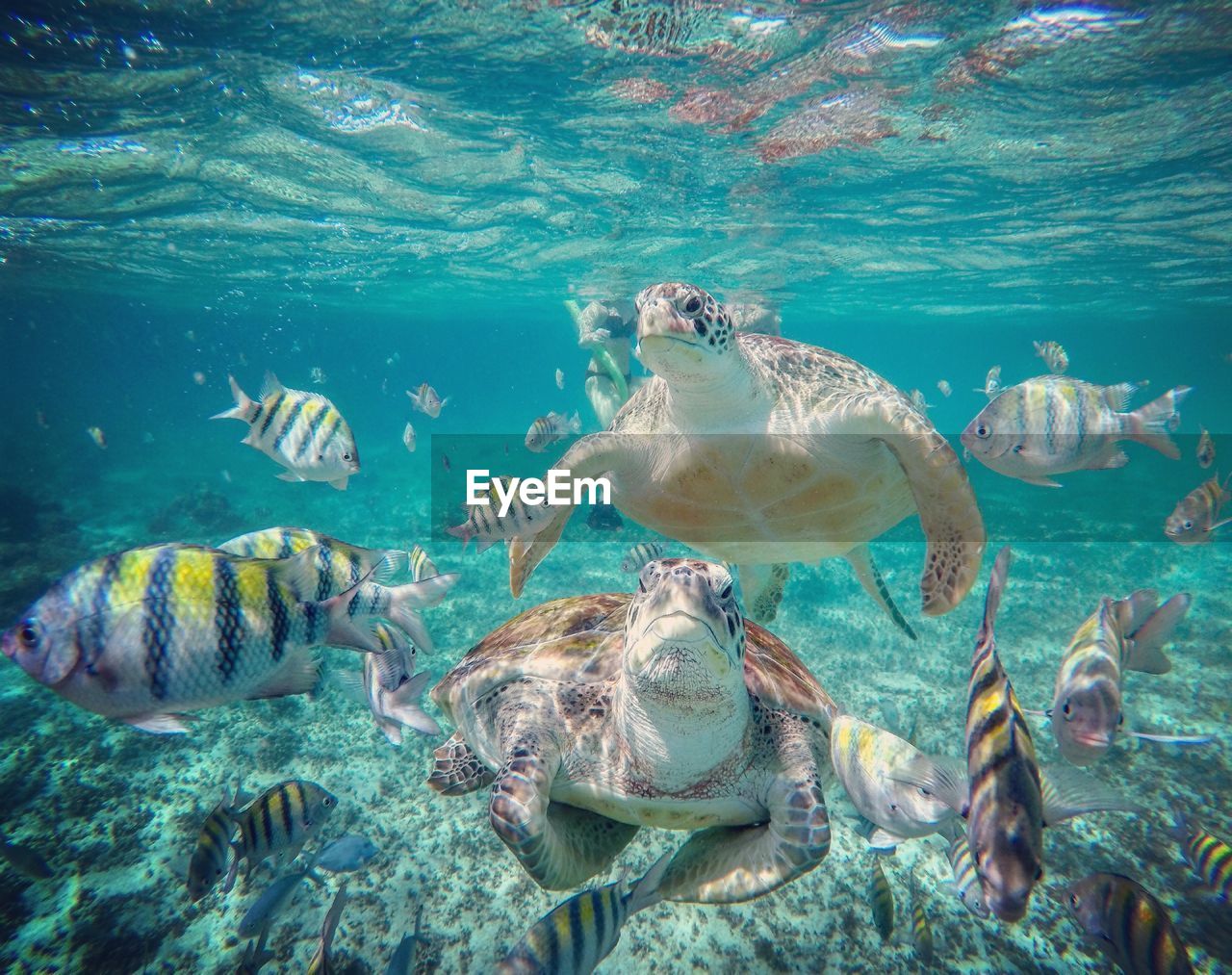 Turtles and fish swimming in sea water