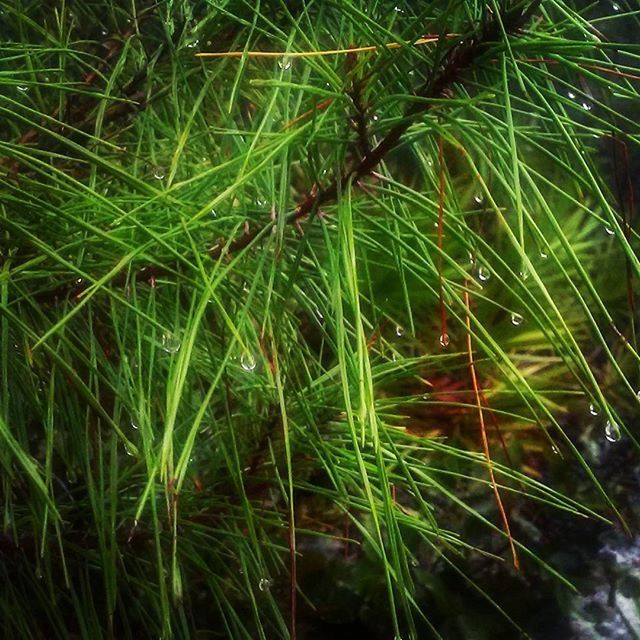 PLANTS GROWING ON FIELD