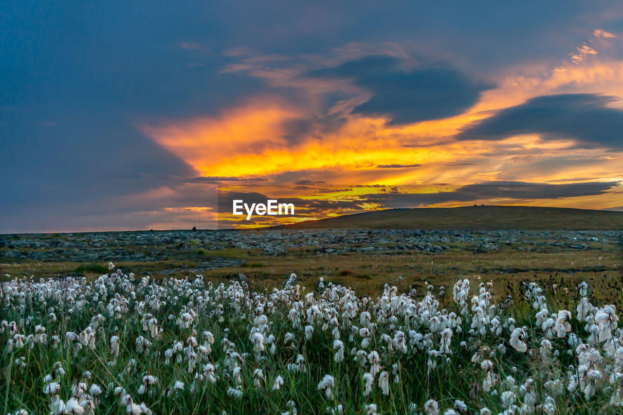 White fluffy cotona flower with mountainous background at sunset