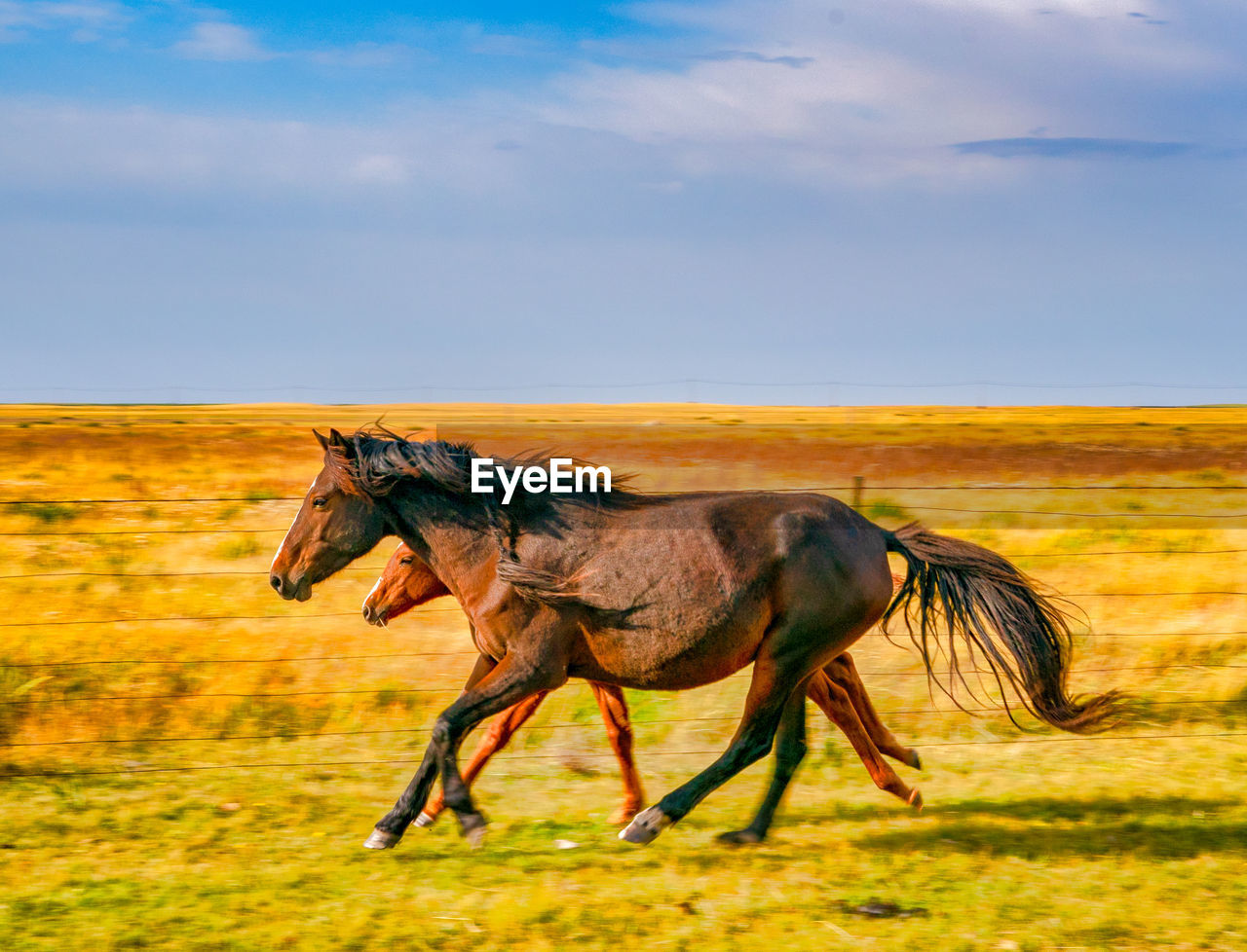 Horse on field against sky