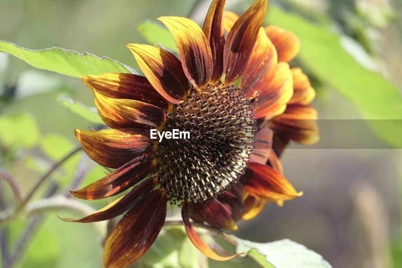 CLOSE-UP OF WILTED FLOWER PLANT