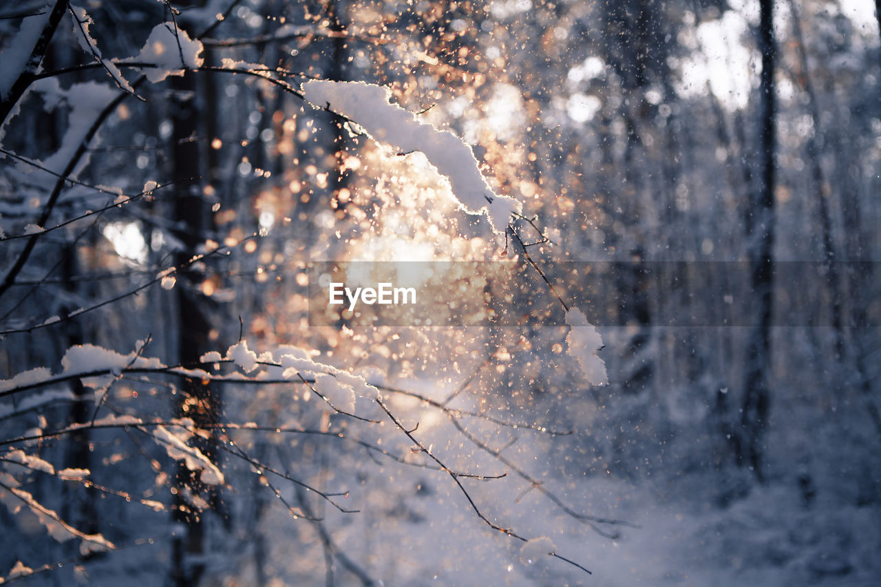 Close-up of snow covered tree in forest