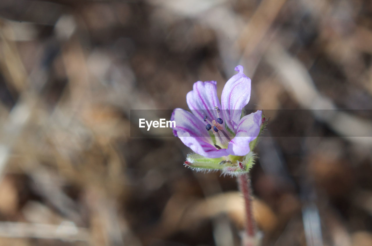 Close-up of purple flower