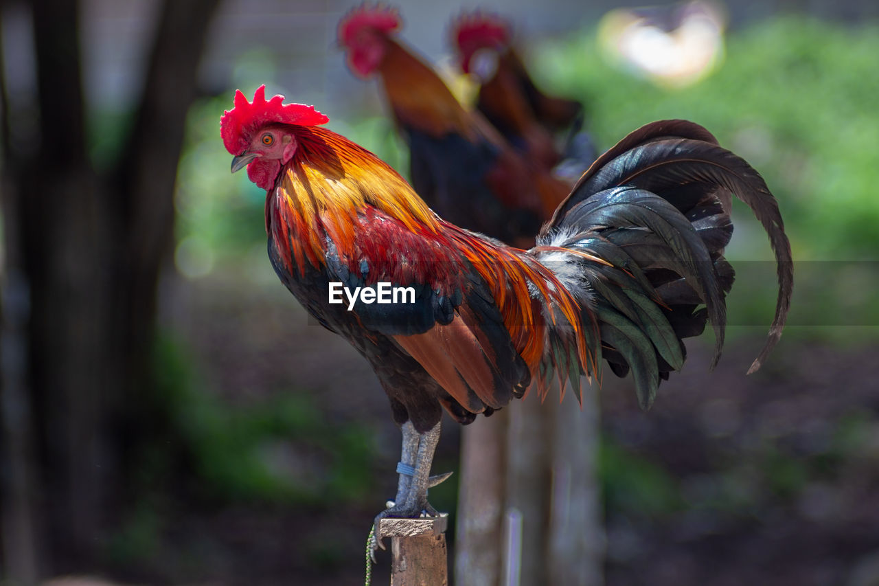 Beautiful cock and background, close-up of rooster