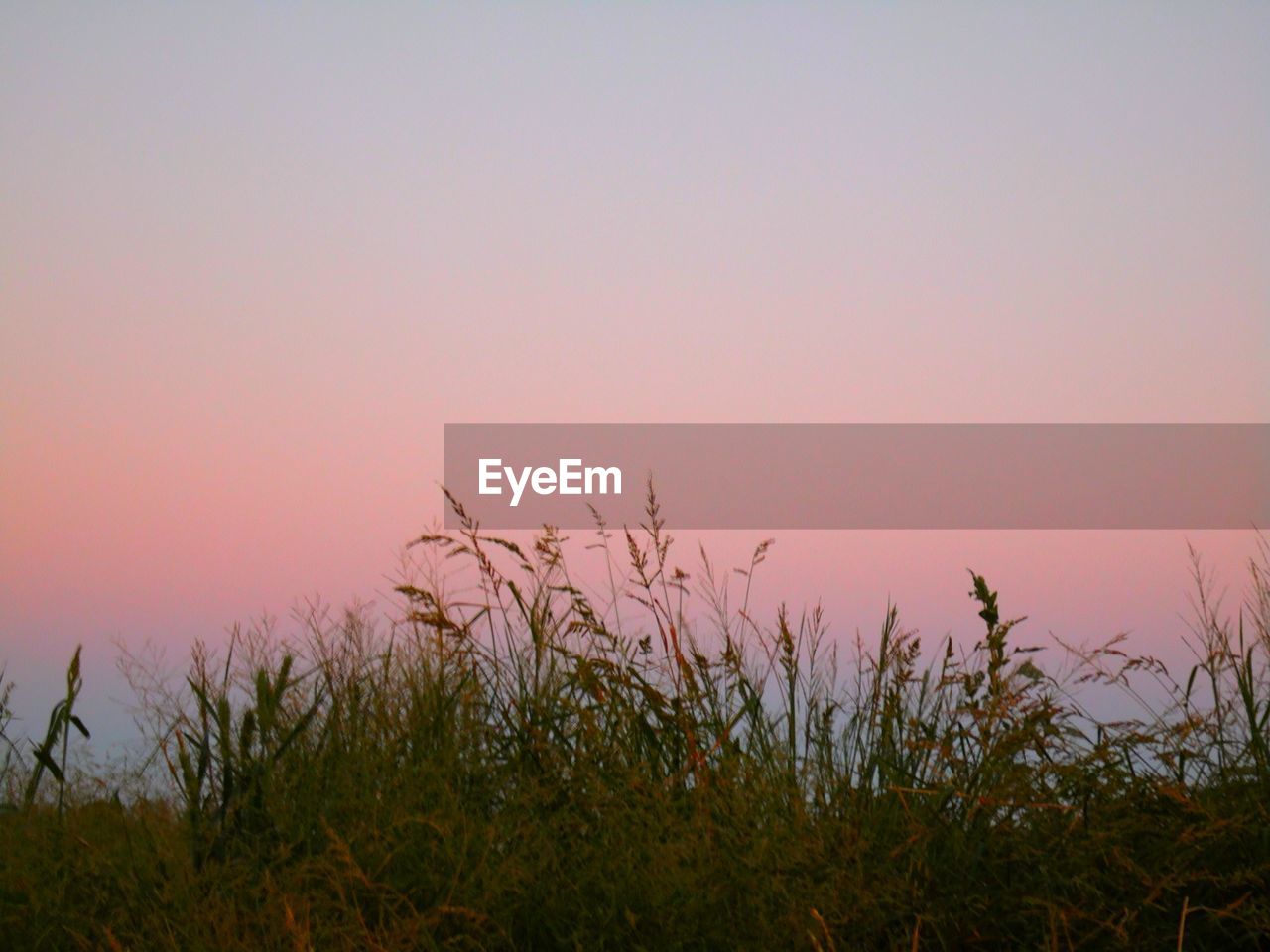 Grass growing in field at dusk