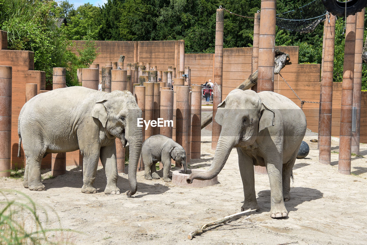 ELEPHANT STANDING BY TREES IN ZOO