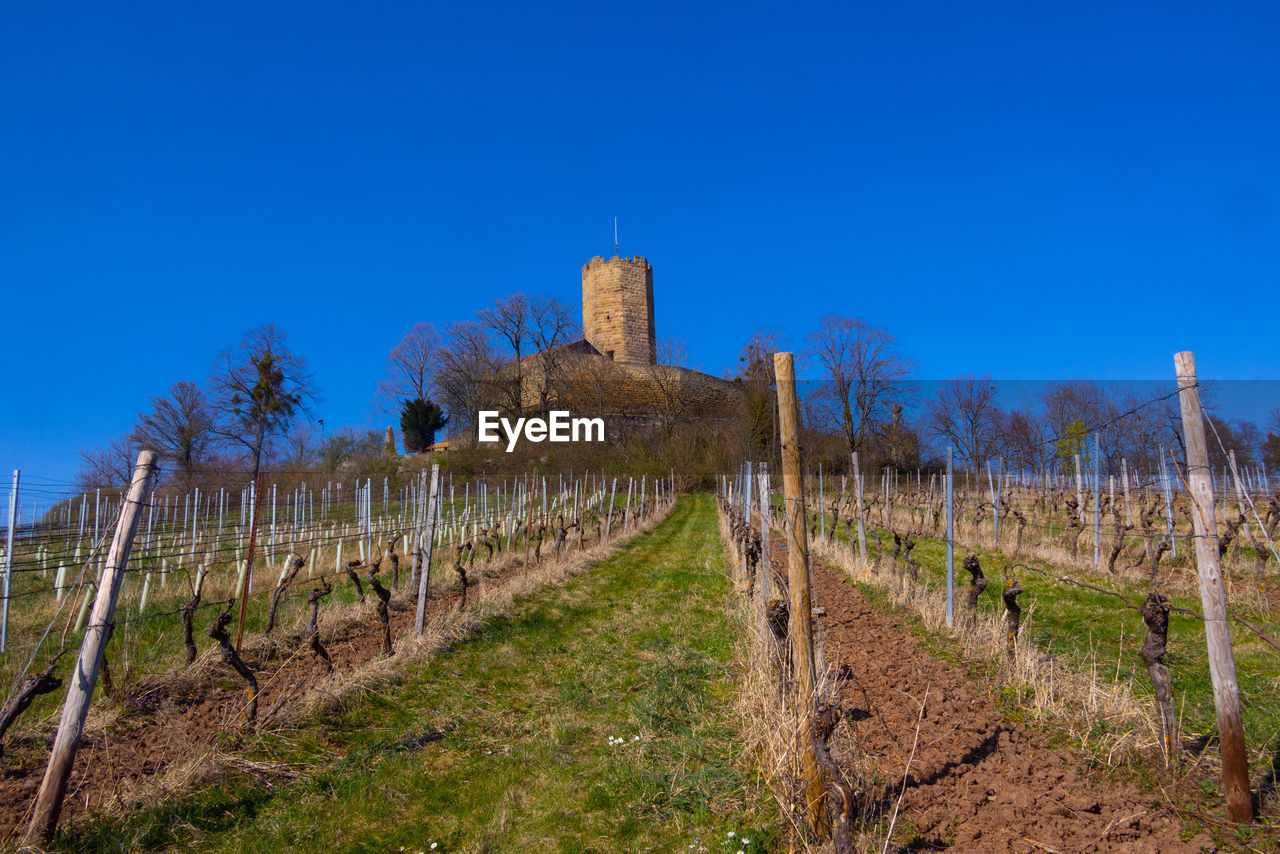 sky, plant, architecture, blue, history, nature, landscape, land, the past, vineyard, no people, clear sky, built structure, agriculture, field, fence, travel destinations, scenics - nature, ancient, rural scene, building, security, environment, outdoors, travel, old ruin, fort, protection, hill, tree, old, wall, grass, day, tourism, building exterior, tranquility, castle, beauty in nature