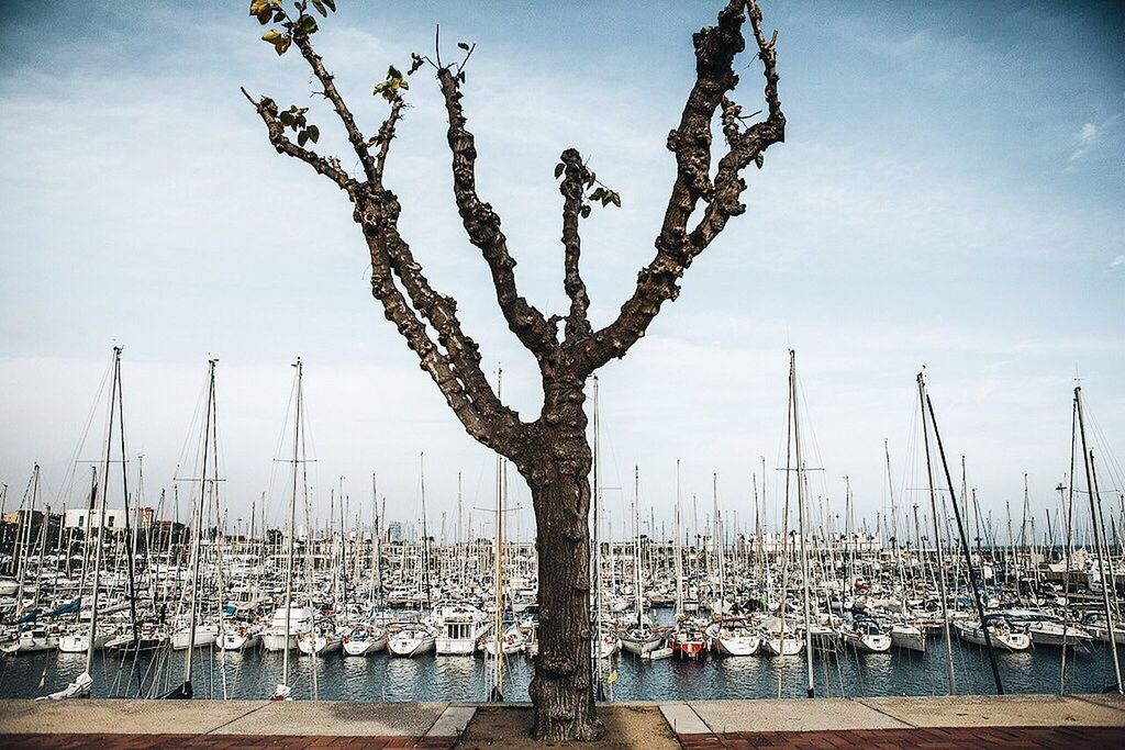 Bare tree with sailboats moored in sea at harbor