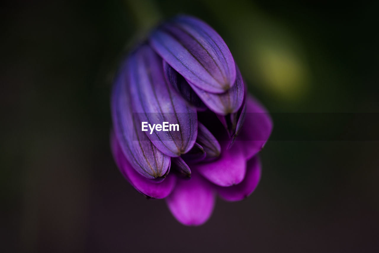 Close-up of purple crocus blooming outdoors