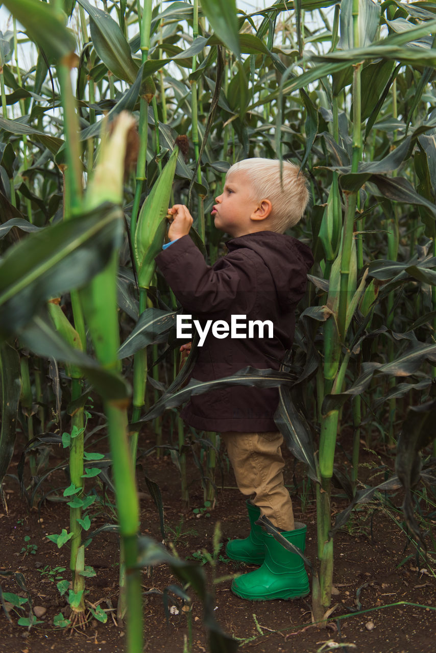 Child in corn field leaves dark colors