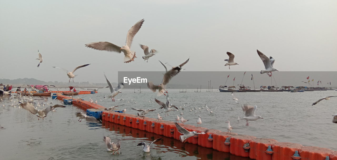 Seagulls flying over beach against sky