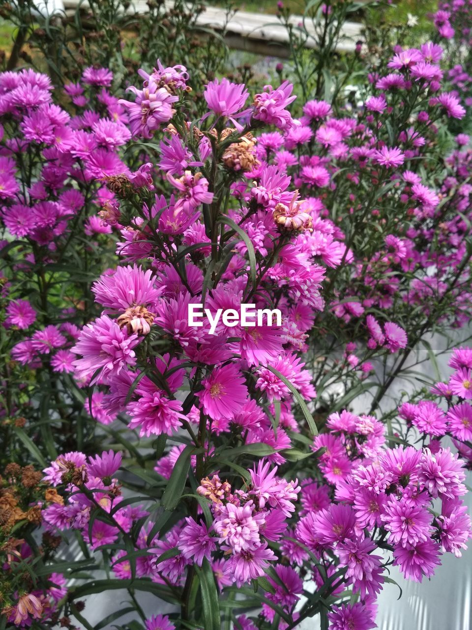 Close-up of pink flowering plant in garden