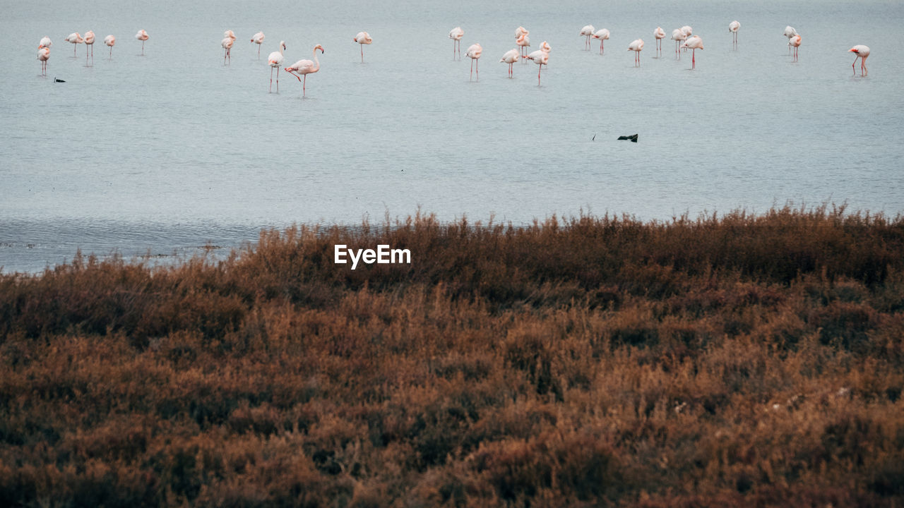 BIRDS FLYING OVER LAKE