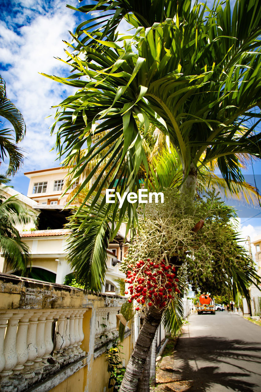 palm tree, plant, tropical climate, tree, nature, architecture, date palm, fruit, growth, building exterior, flower, no people, built structure, date palm tree, day, sky, outdoors, city, food, borassus flabellifer, tropics, produce, building, healthy eating, food and drink, leaf, vacation, sunlight, tropical tree, garden, green, travel destinations, tropical fruit, beauty in nature, palm leaf