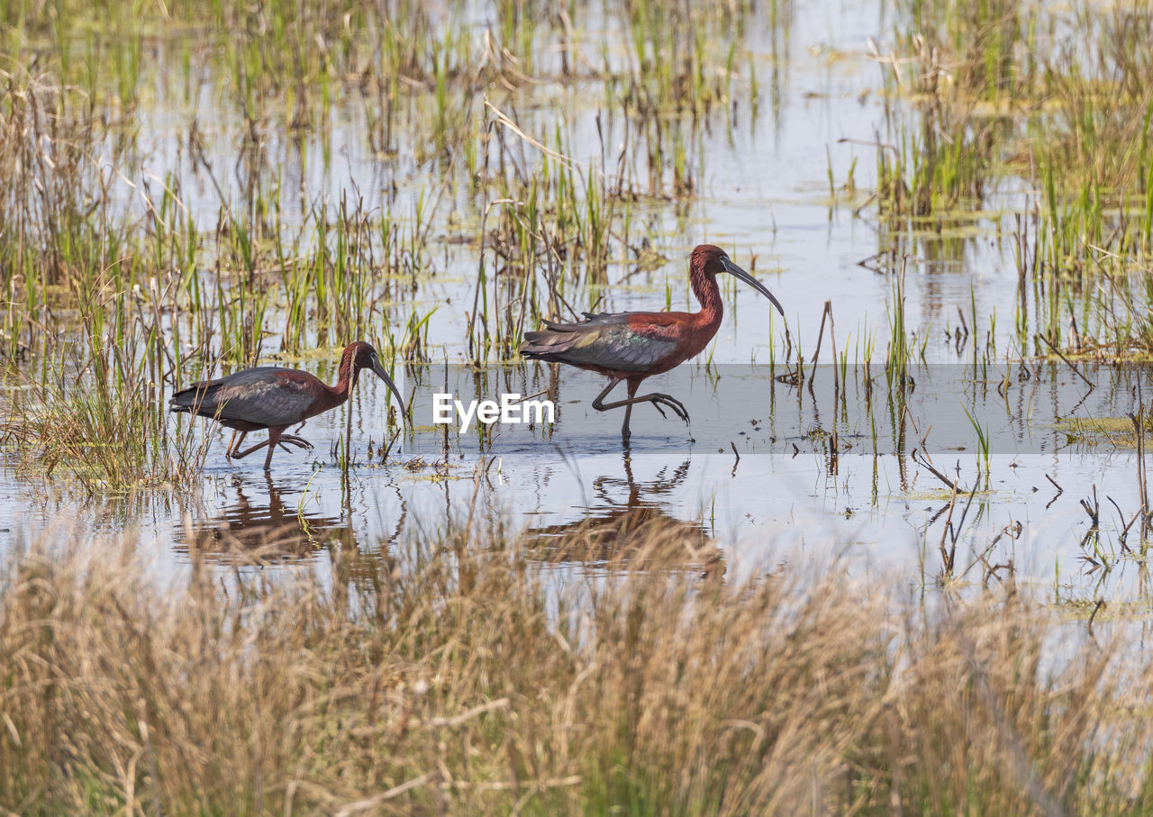 A pair of glossy ibis in a wetland pond in chincoteague national wildlife refuge in virginia