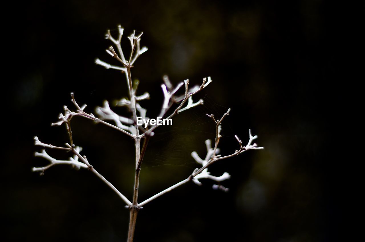 Close-up of dry plant