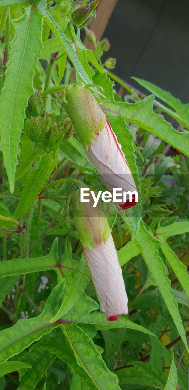 CLOSE-UP OF PINK FLOWERING PLANT ON LEAF