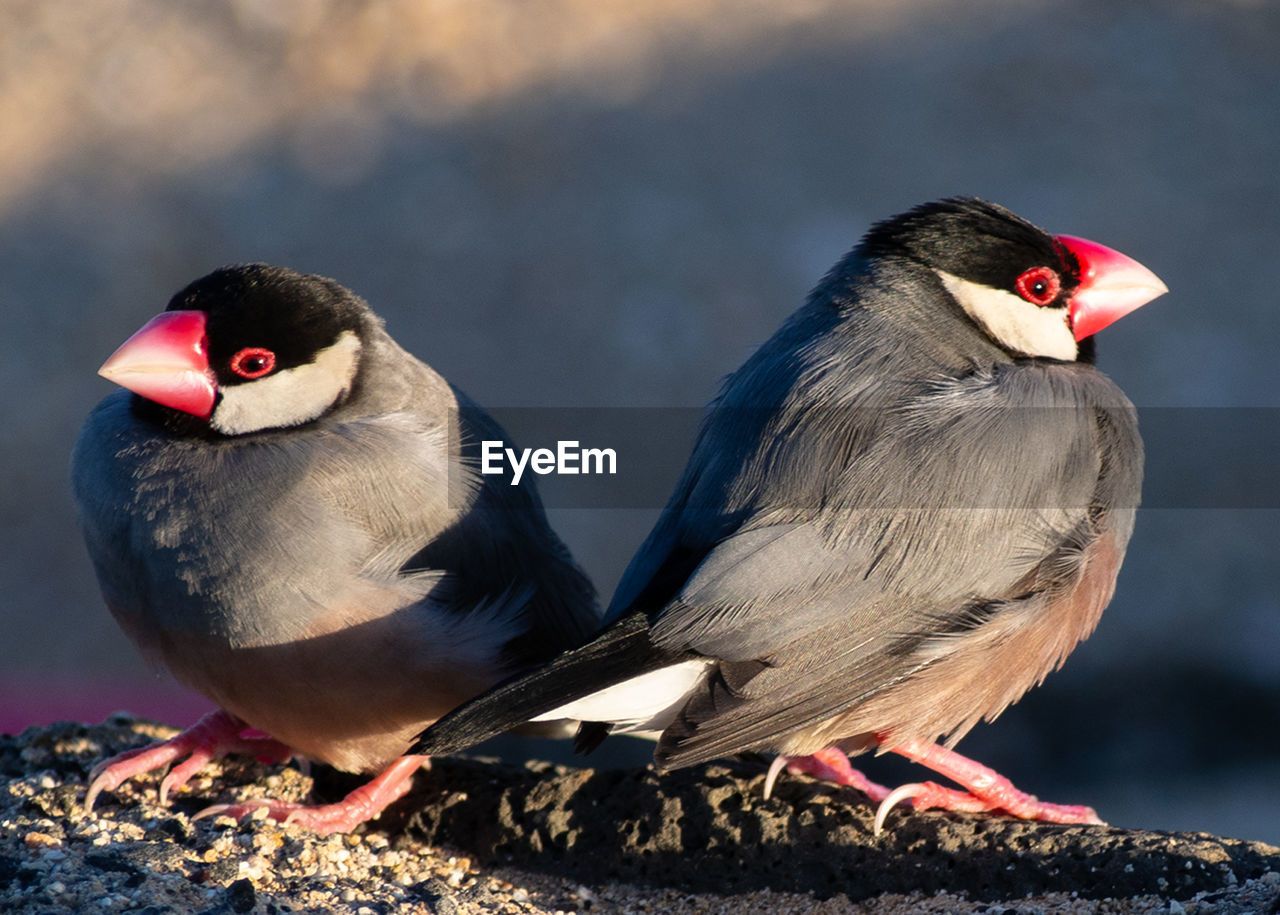 Two java finches 
