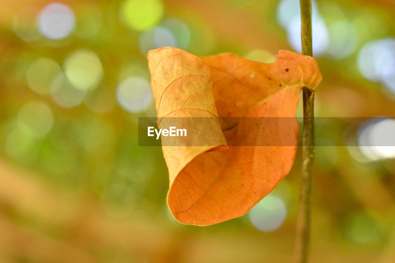 Close-up of autumnal leaves against blurred background