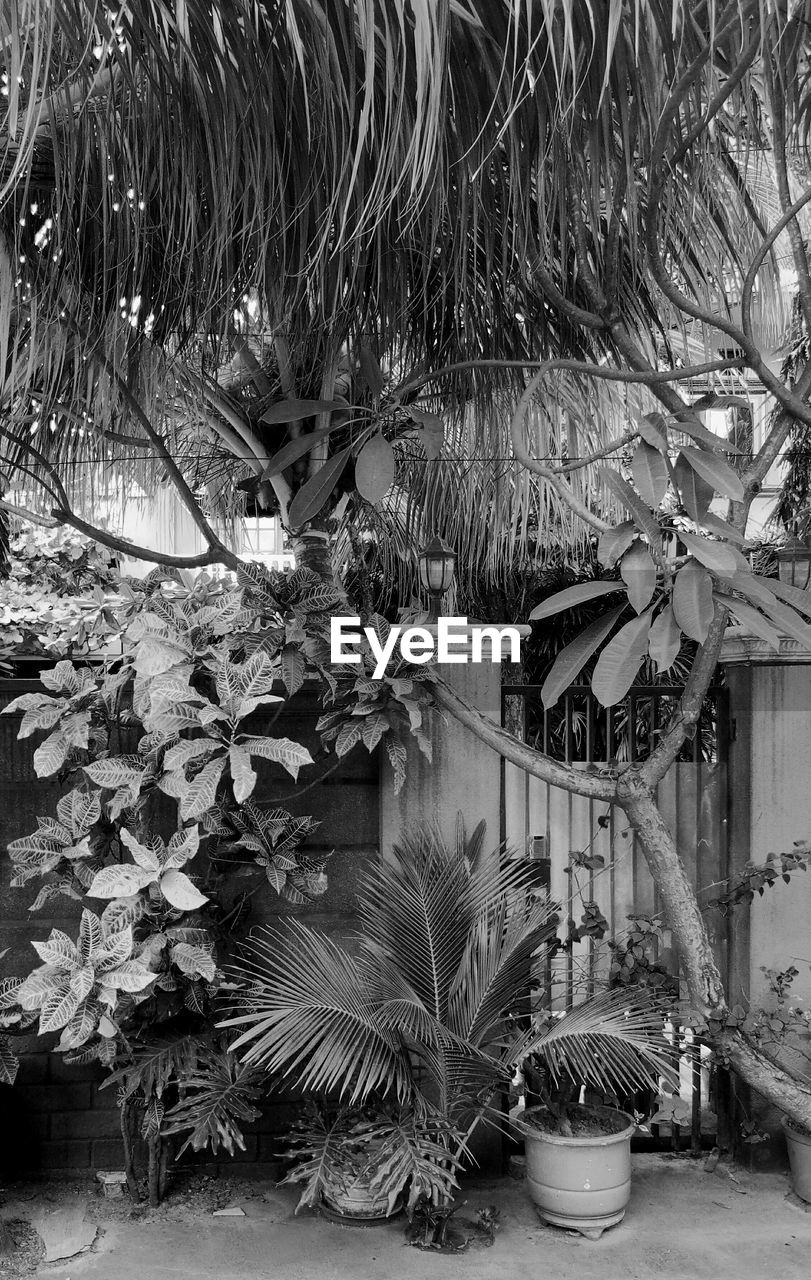 POTTED PLANTS AND TREES IN PARK