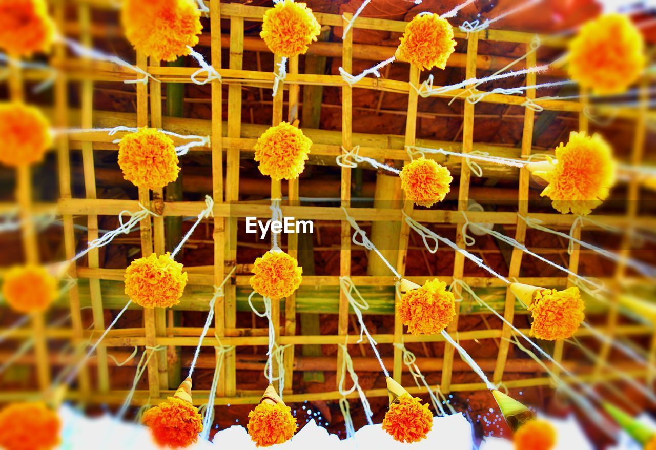 Low angle view of yellow chrysanthemums hanging from bamboo rack at market stall