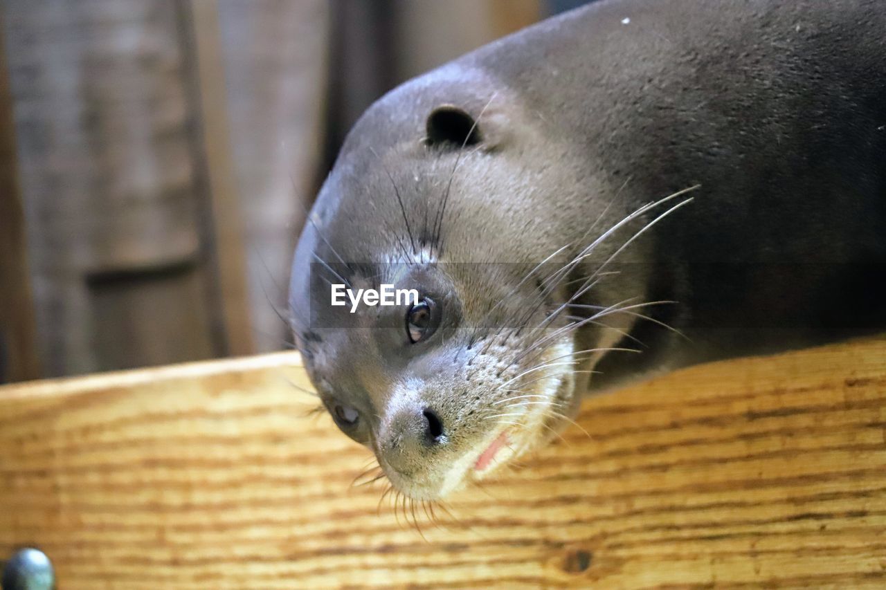 Close-up portrait of a otter